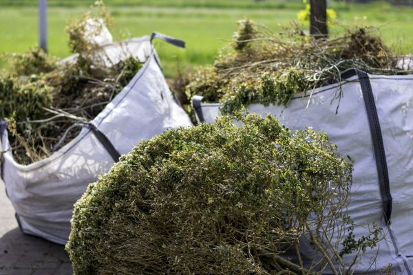 Bushes Clearing in Fort Collins